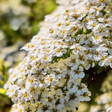 Дом отдыха Watthues Mit Kamin Und Traumhaftem Garten *