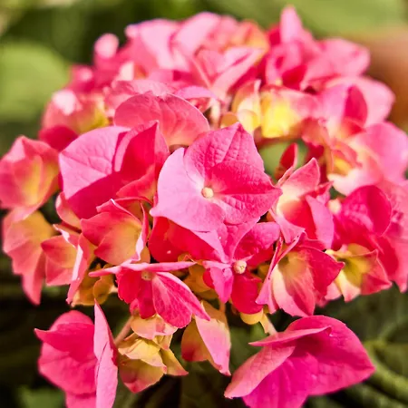 Watthues Mit Kamin Und Traumhaftem Garten Морзум