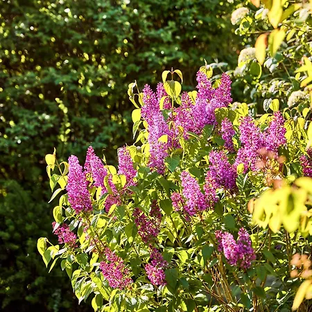 Дом отдыха Watthues Mit Kamin Und Traumhaftem Garten